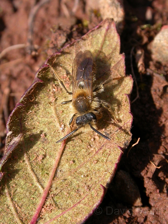 Andrena species2 - B.jpg - Andrena species - Bath